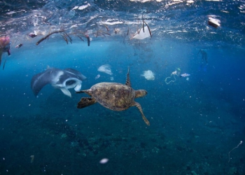 Ám ảnh vì thế giới ngập trong rác thải nhựa